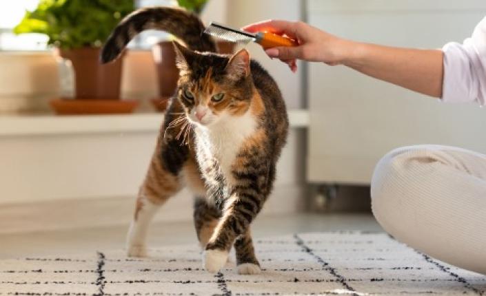 Cat being brushed by woman