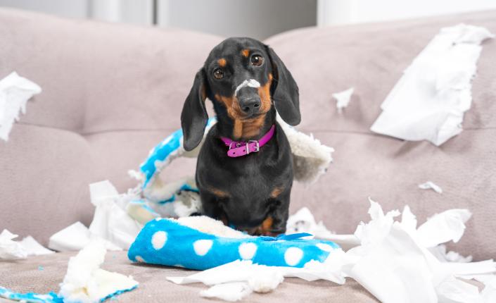 Dashound puppy sitting in the middle of chaos with torn paper