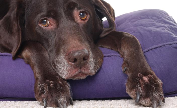 Sad looking Labrador Retriever laying on dog bed