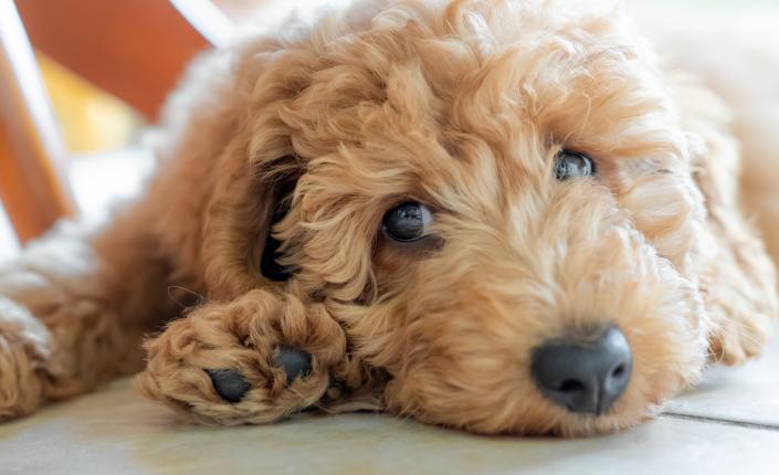 Labradoodle laying down looking into sad