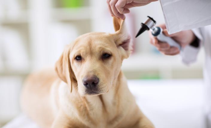 Ear checkup of labrador dog in vet 