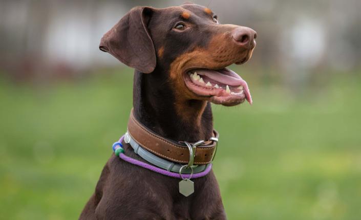 Young Doberman with collar is sitting on the grass