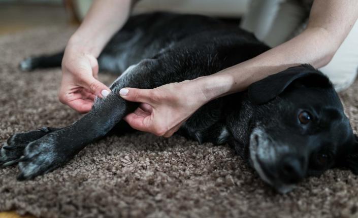 Massage therapy by a pet specialist, for an injury.