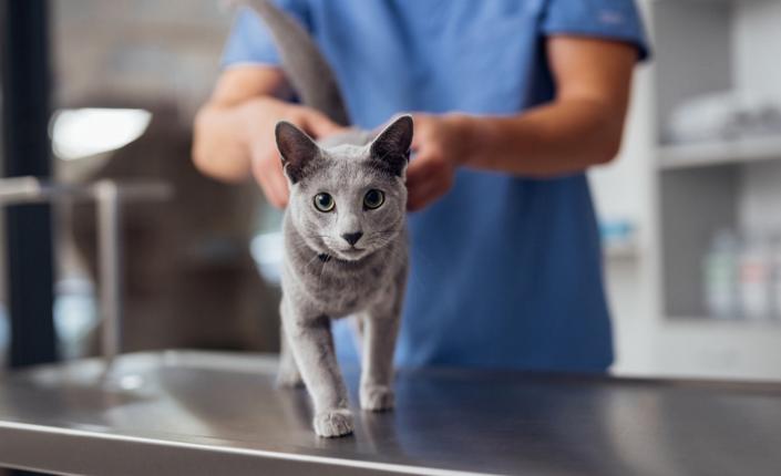 Grey cat at the vet