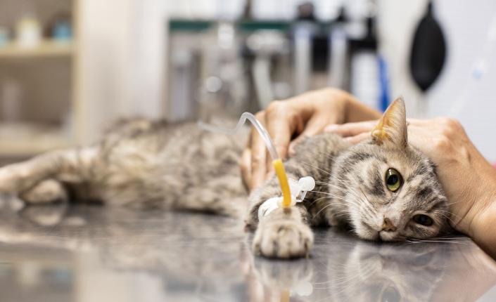 Domestic cat lying on veterinary table with tube in paw while.