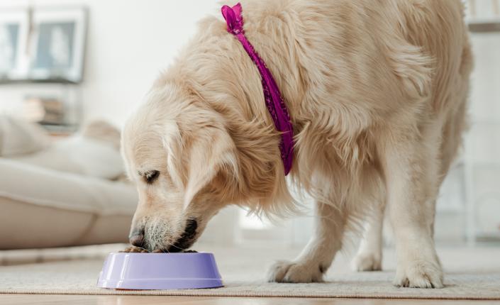 Golden retriever dog eating from bowl at home