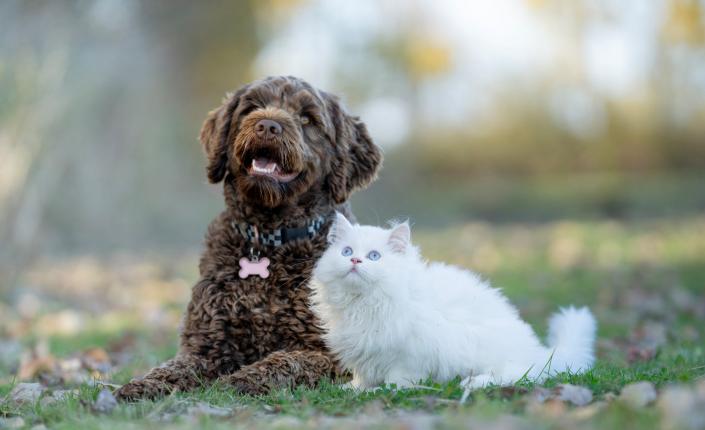 A Portuguese Waterdog and a white Persian cat laying outside in the grass together 