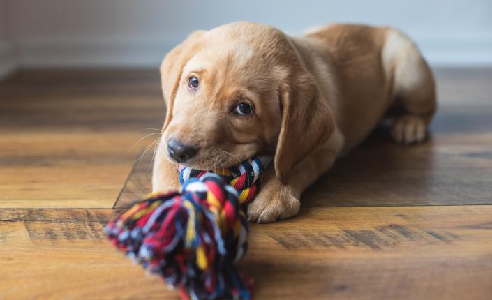 A cute labrador puppy lies on the floor playing with a colourful rope toy