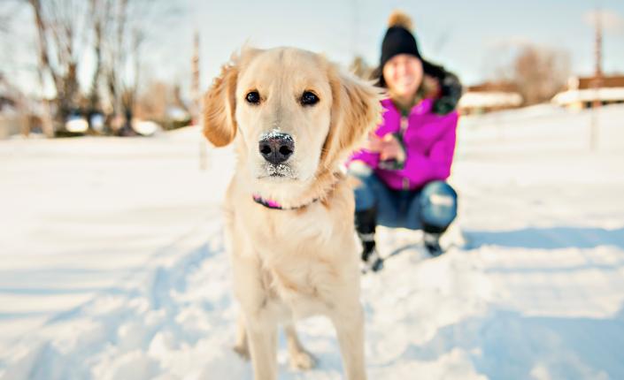 woman in background with Golden Retriever in the snow