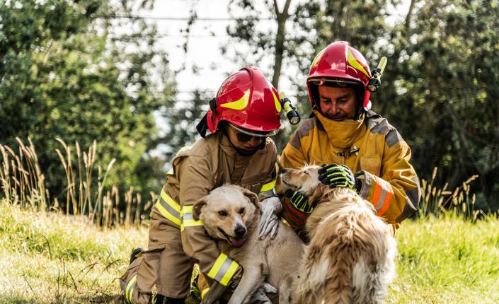 Firefighters petting rescued dogs outdoors