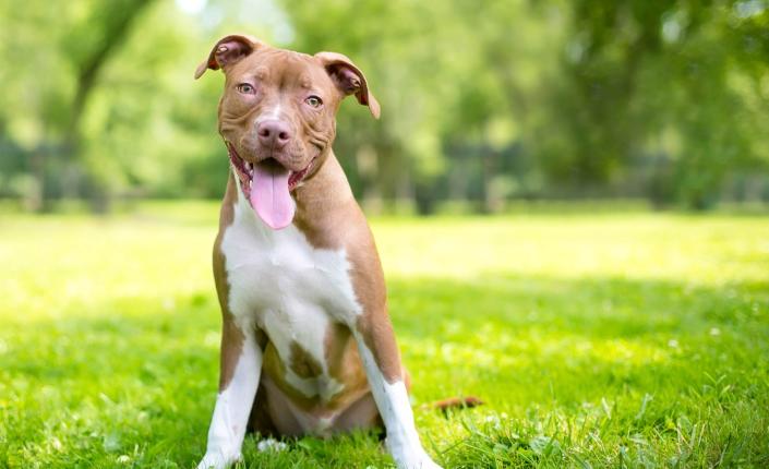 young dog sitting on the grass looking at camera