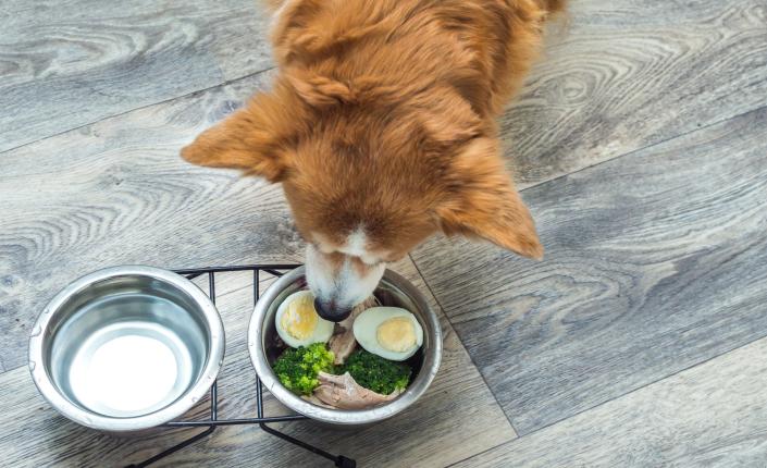 dog in the kitchen eating fresh food, including eggs from a bowl 