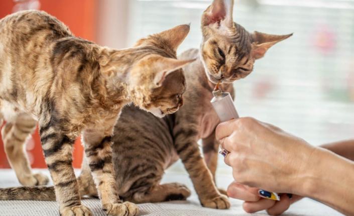 two cats being given medicine from a tube