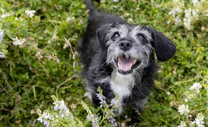 Senior dog in the flowers