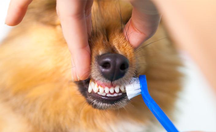 healthy puppy teeth