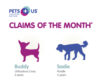 CLAIMS OF THE MONTH* Buddy Chihuahua Cross 3 years $7.500.00 Sadie Poodle 5 years $7,008.65 Foreign Body Ingestion Removal Abdominal Pain Lily Domestic Longhair 9 years $2,875.26 Asthma, Foreign Body Ingestion Removal Ollie Westie 6 years $6,212.90 Gastroenteritis petsplusus.com * Source: 2022 PI4 Insurance claims data. Value of claims in SCAD. Names changed to protect privacy The information herein Is summarized. All Pet Insurance plans have limitations and exclusions. Specific products, teatures, coverage