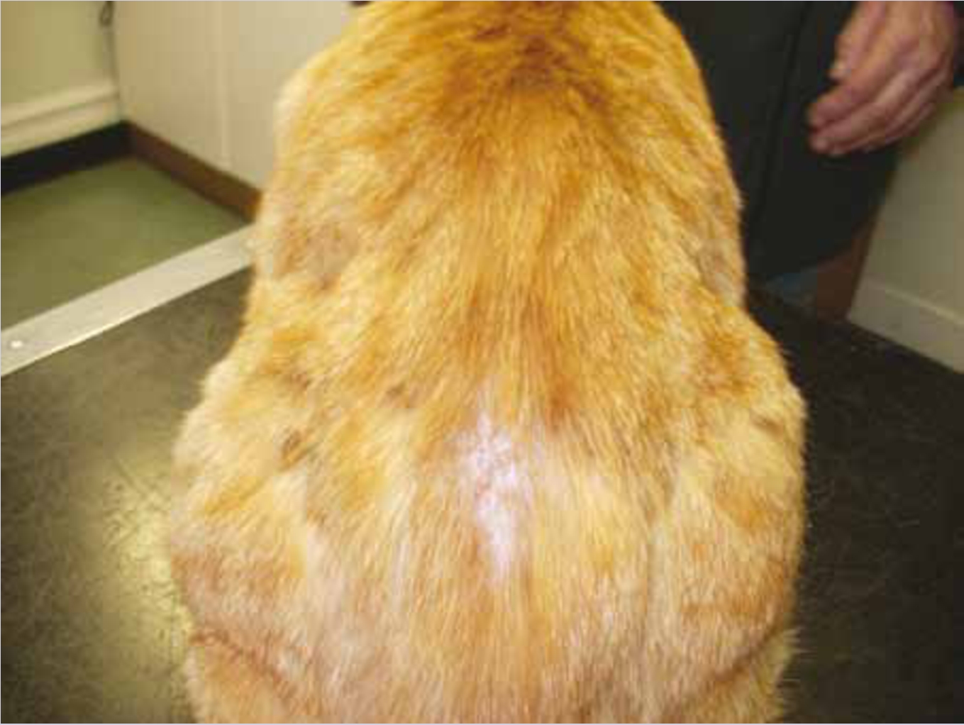 Flea Allergy Dermatitis Pictures Signs Treatment Pets Plus Us