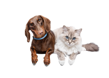 how-pet-insurance-works